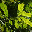 Image of Horsfieldia kingii (Hook. fil.) Warb.