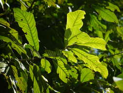 Image of Horsfieldia kingii (Hook. fil.) Warb.