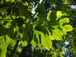 Image of Horsfieldia kingii (Hook. fil.) Warb.