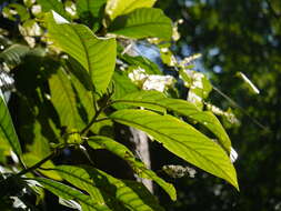 Image of Horsfieldia kingii (Hook. fil.) Warb.