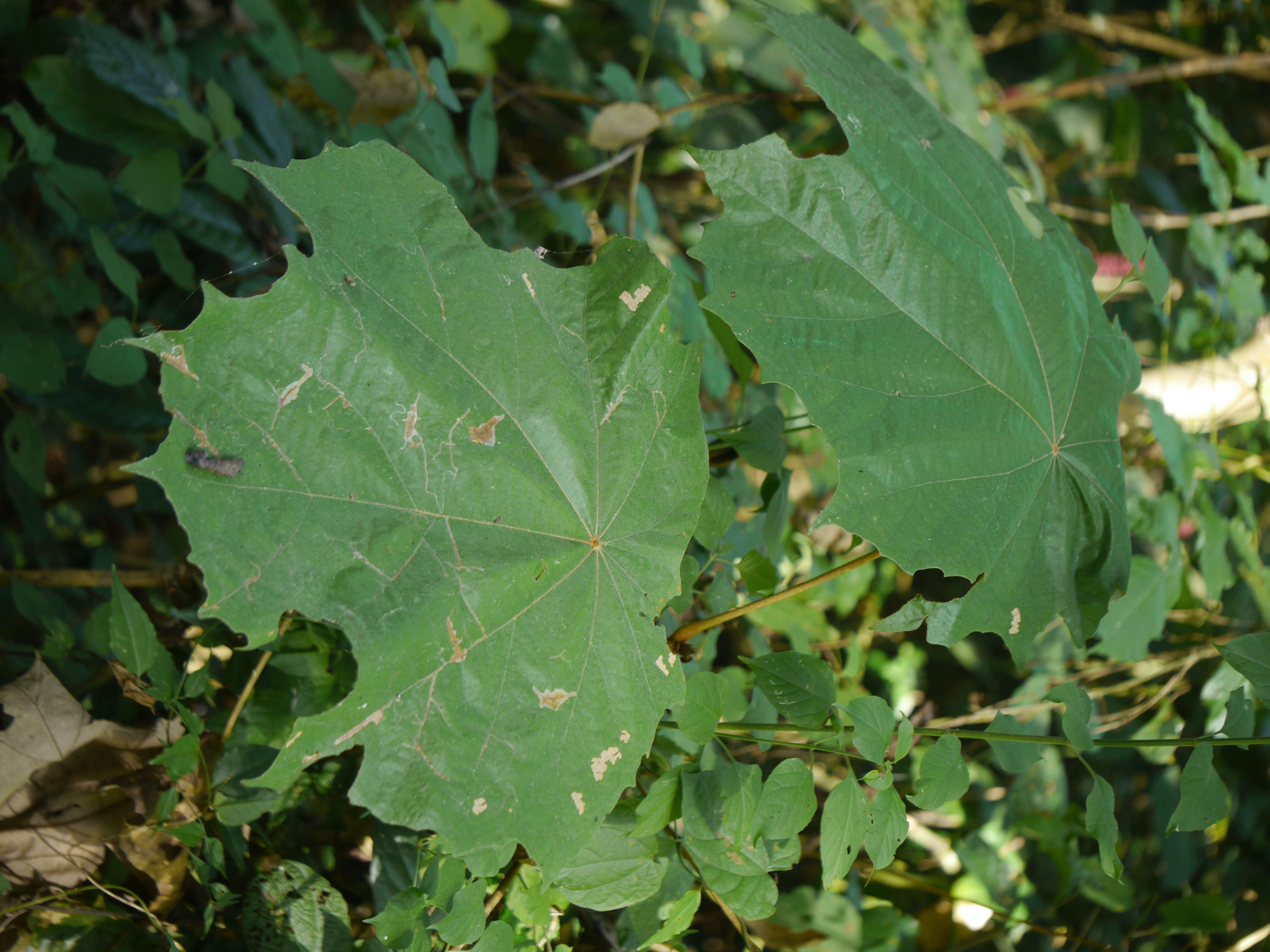 Image de Pterospermum acerifolium (L.) Willd.