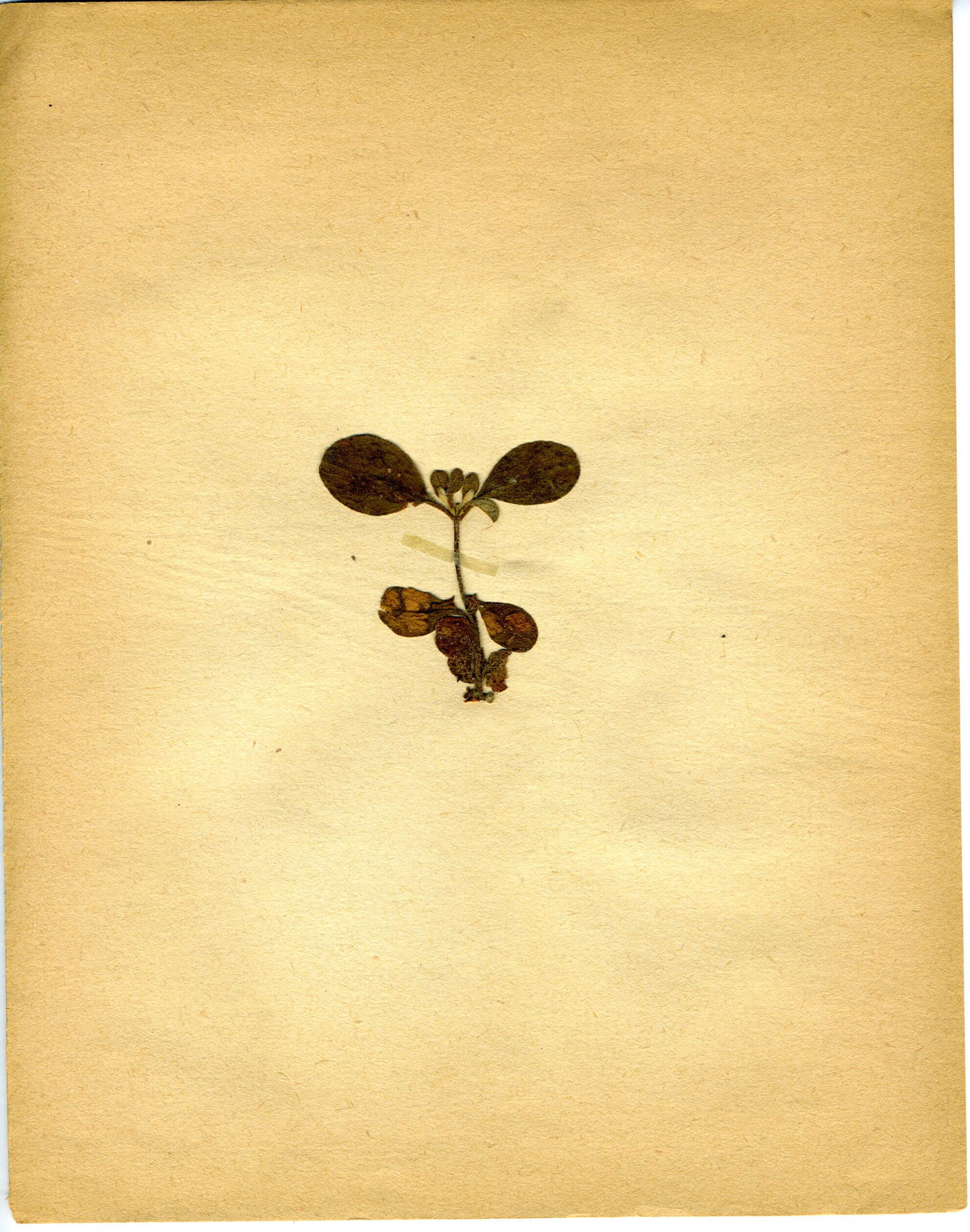 Image of salvia cistus