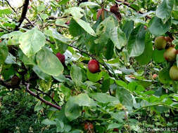 Image of European plum