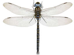 Image of bog hawker