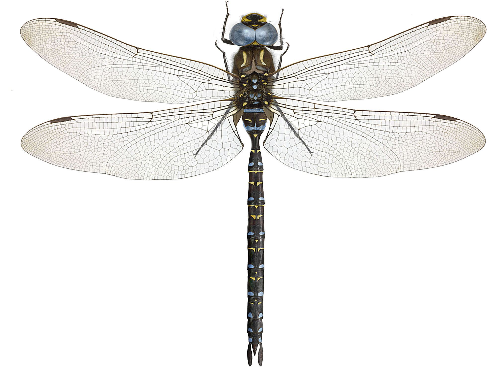 Image of bog hawker