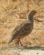 Image of Gray Francolin