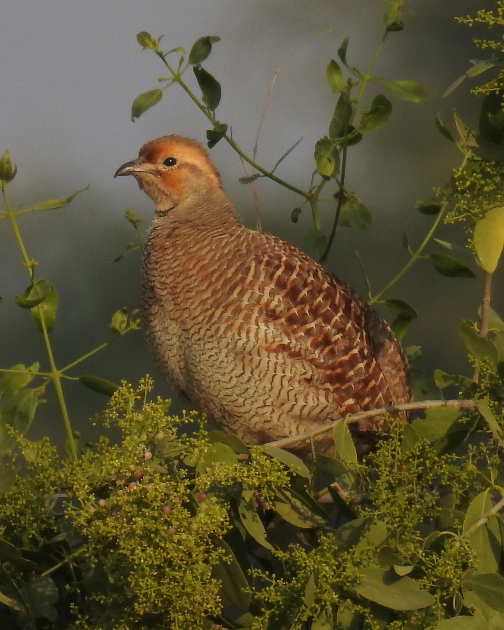 Image of Gray Francolin