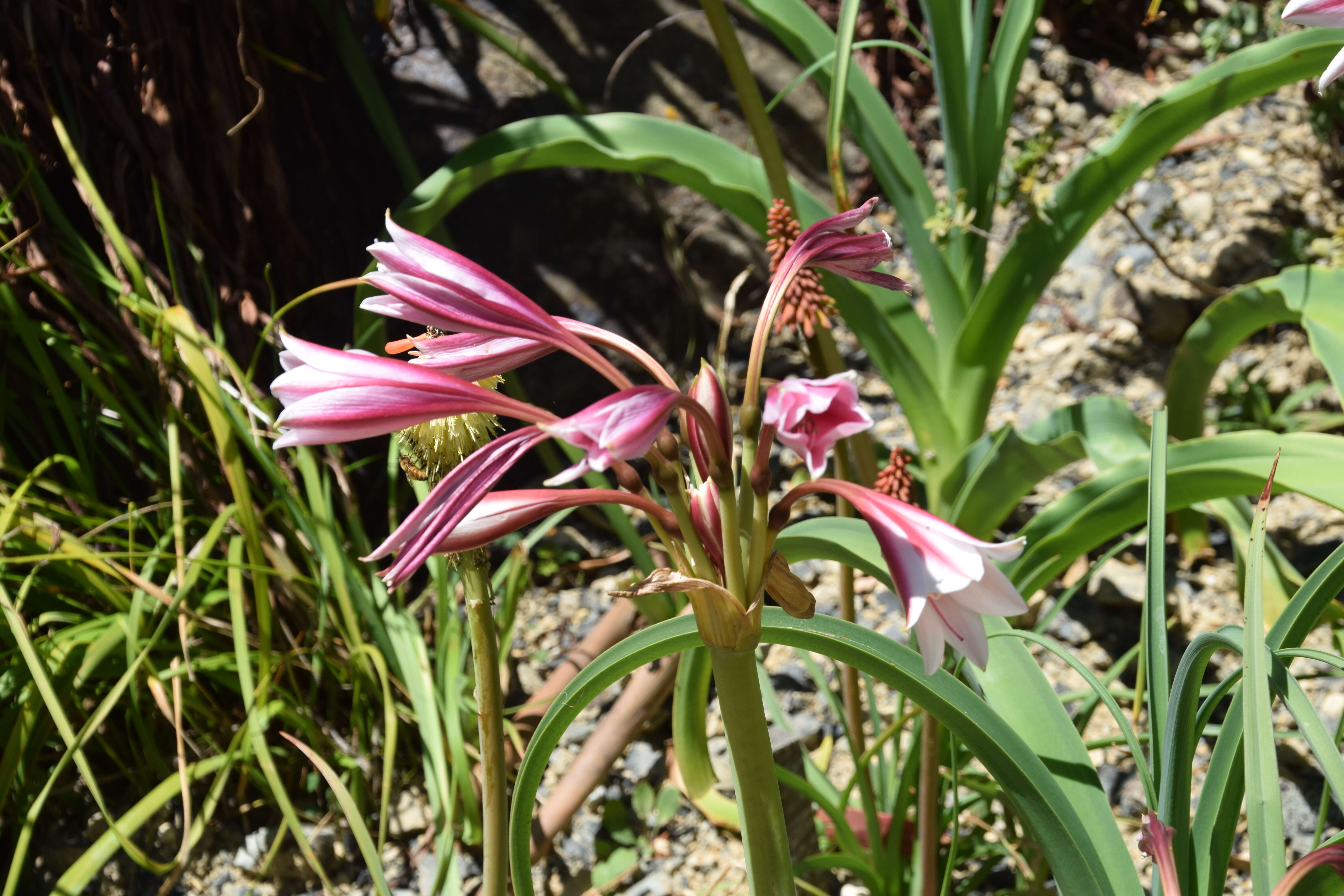 Image de Crinum bulbispermum (Burm. fil.) Milne-Redh. & Schweick.