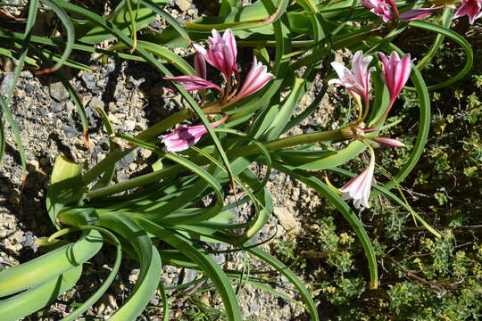 Image de Crinum bulbispermum (Burm. fil.) Milne-Redh. & Schweick.