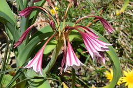 Image de Crinum bulbispermum (Burm. fil.) Milne-Redh. & Schweick.