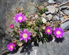 Image of Delosperma sutherlandii (Hook. fil.) N. E. Br.