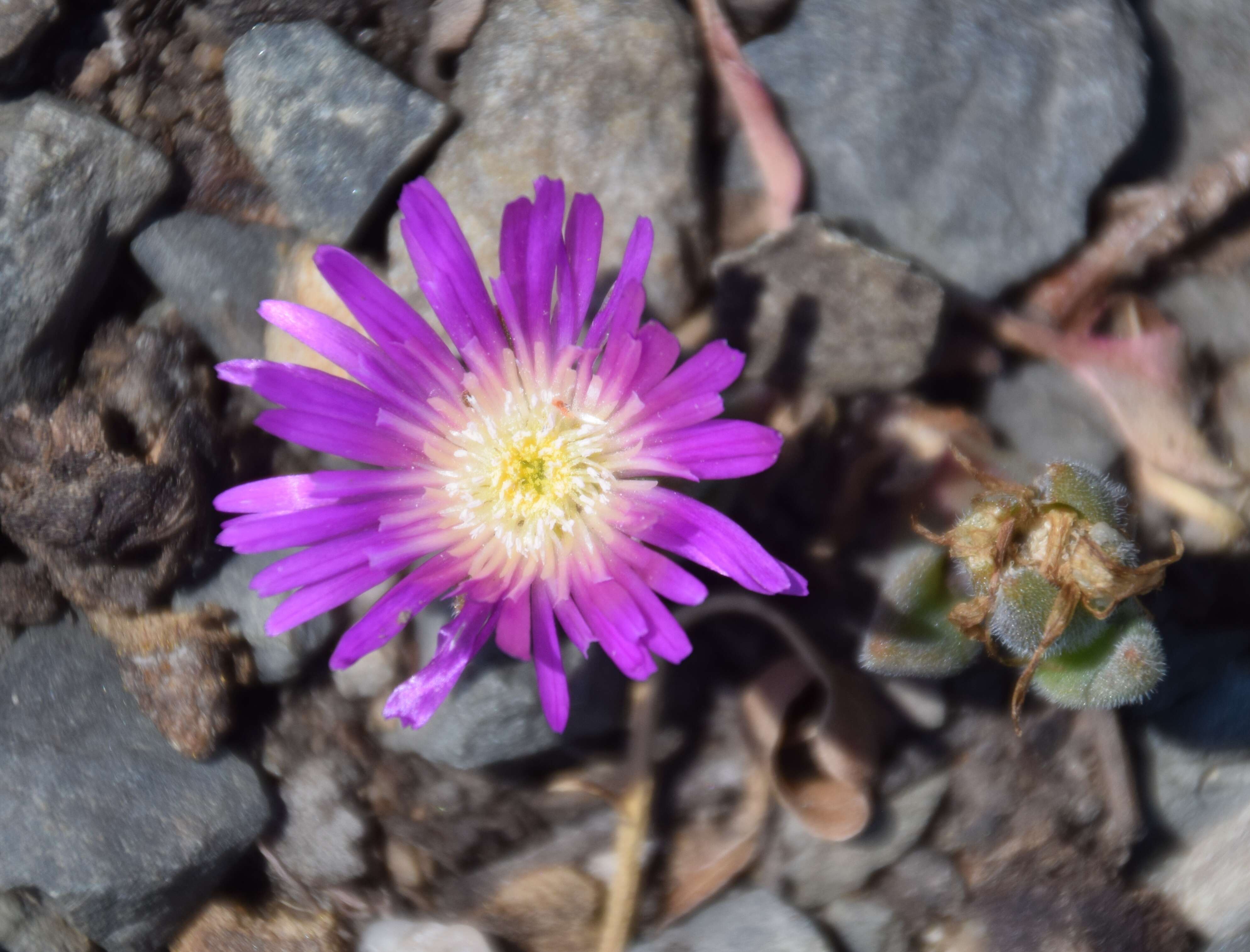 Image of Delosperma sutherlandii (Hook. fil.) N. E. Br.