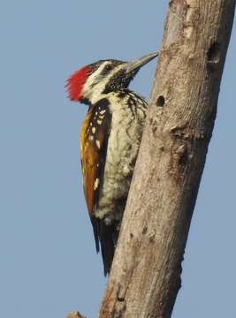 Image of Black-rumped Flameback