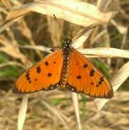 Image of Acraea terpsicore