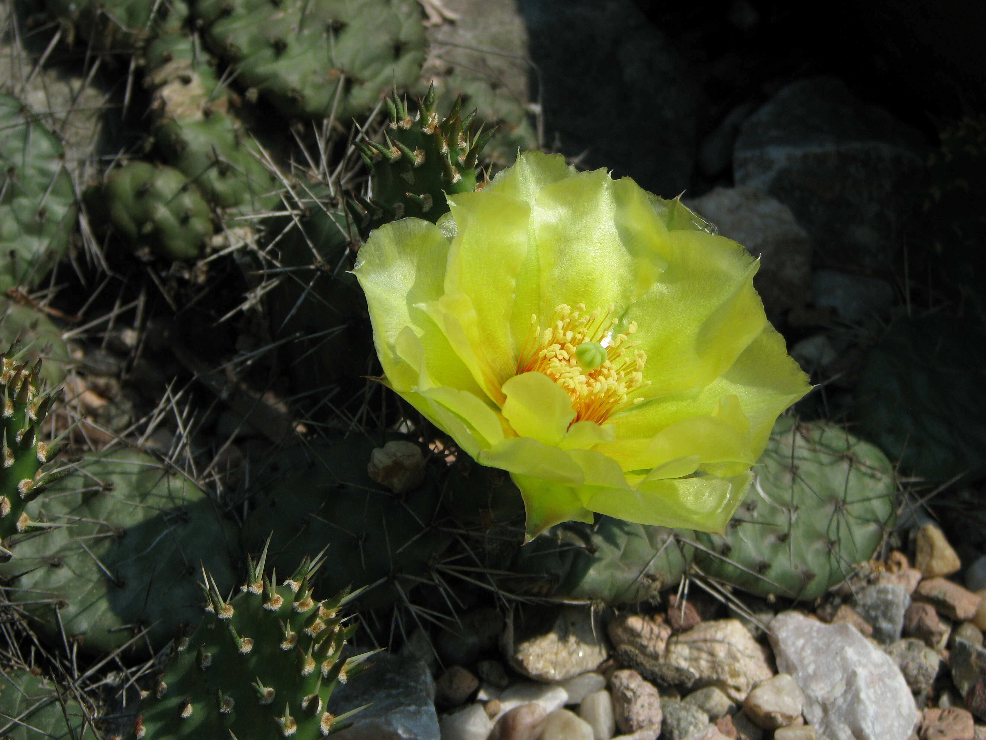 Image of Panhandle Prickly-pear