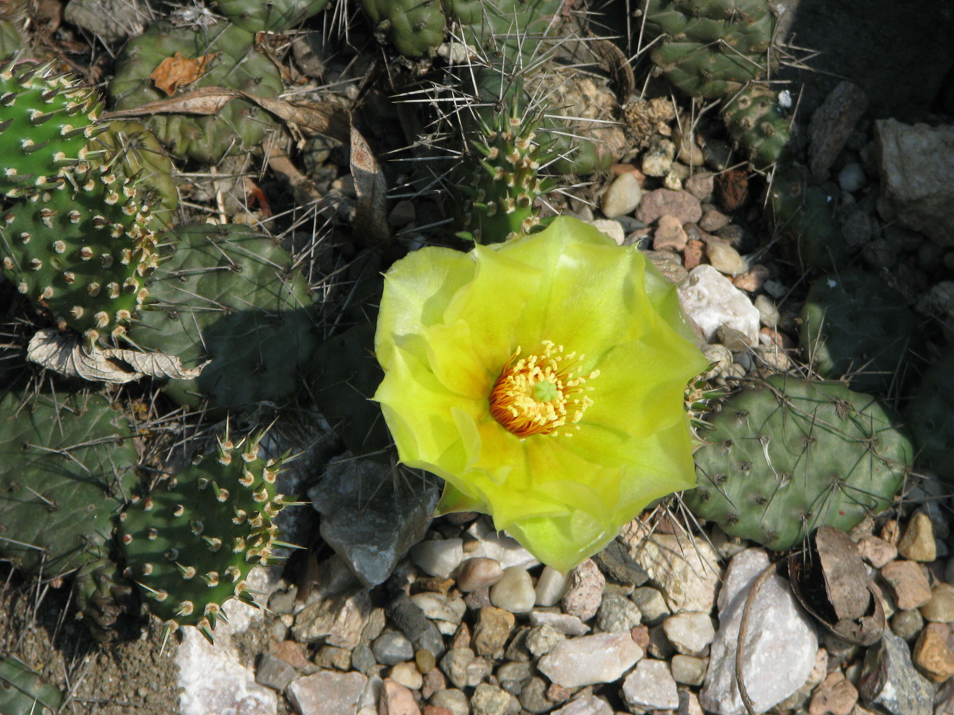 Image of Panhandle Prickly-pear