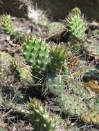 Image of Panhandle Prickly-pear