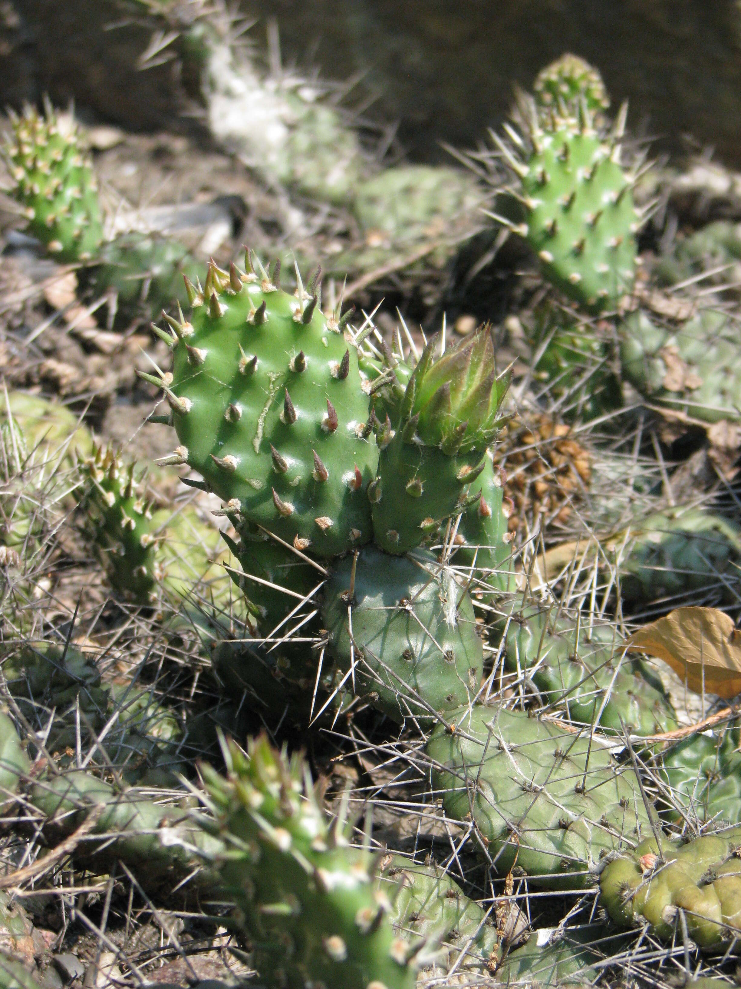 Image of Panhandle Prickly-pear