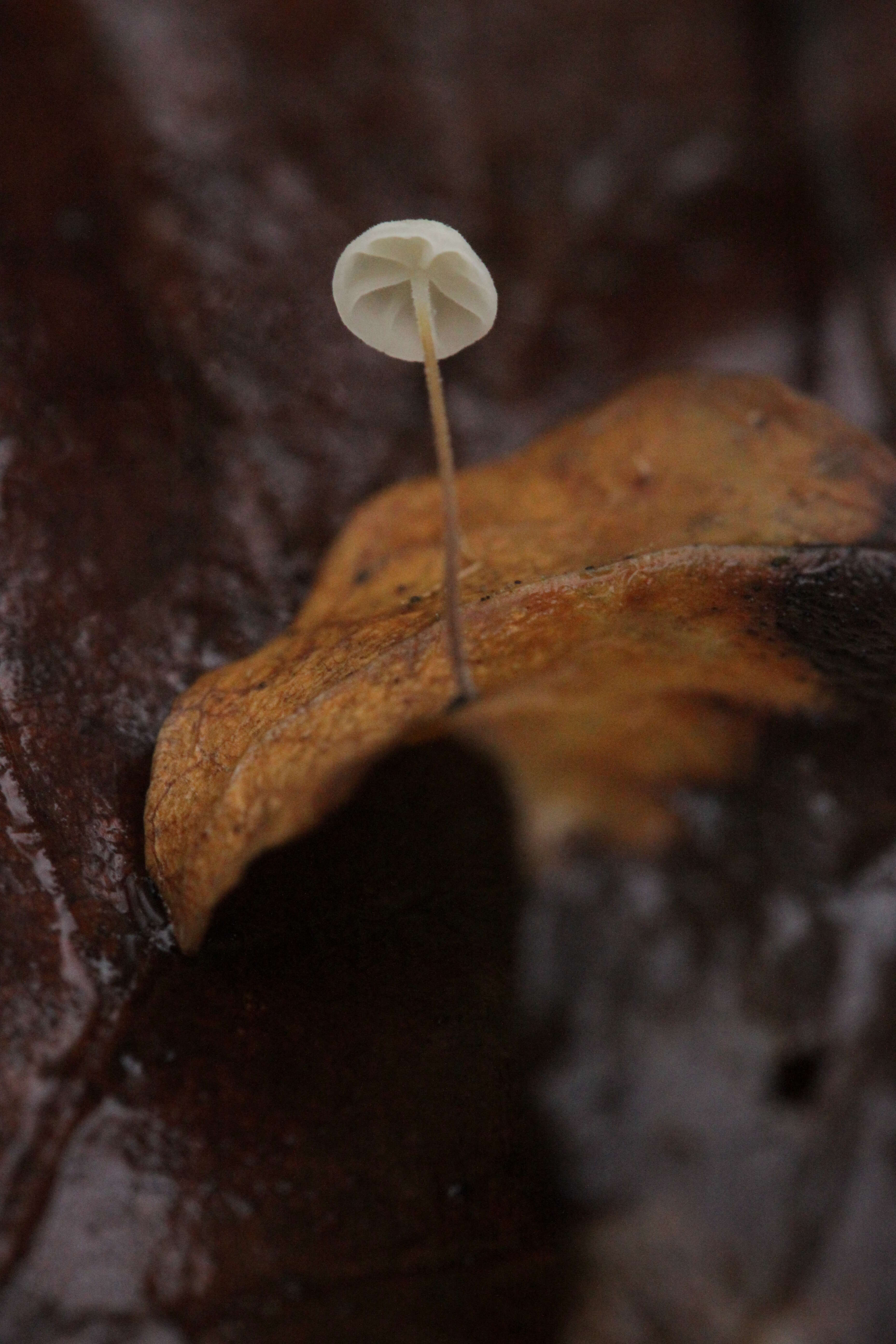 Rhizomarasmius setosus (Sowerby) Antonín & A. Urb. 2015的圖片