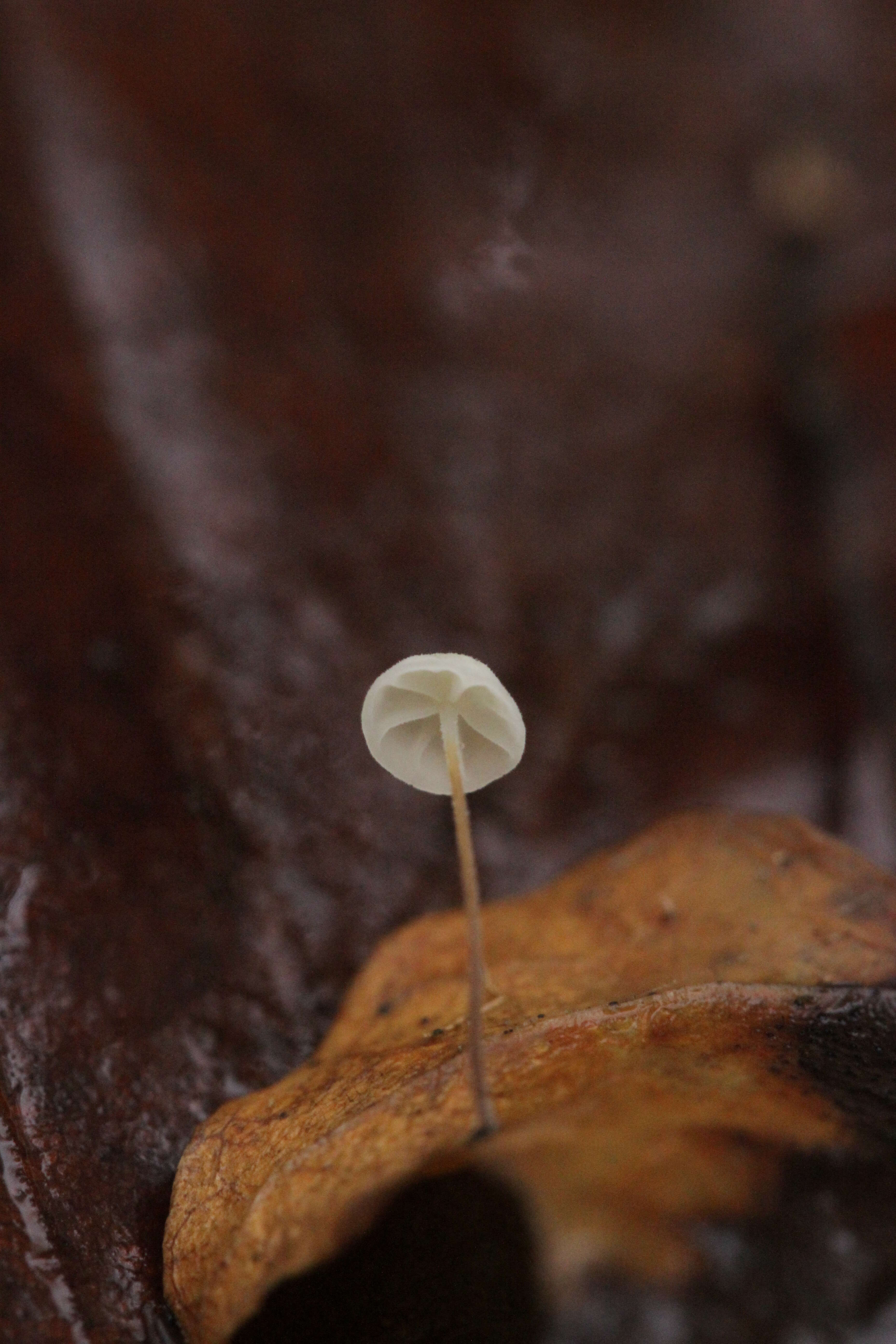 Слика од Rhizomarasmius setosus (Sowerby) Antonín & A. Urb. 2015