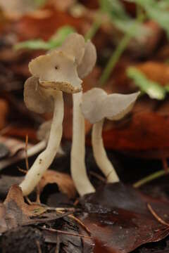 Plancia ëd Helvella ephippium Lév. 1841