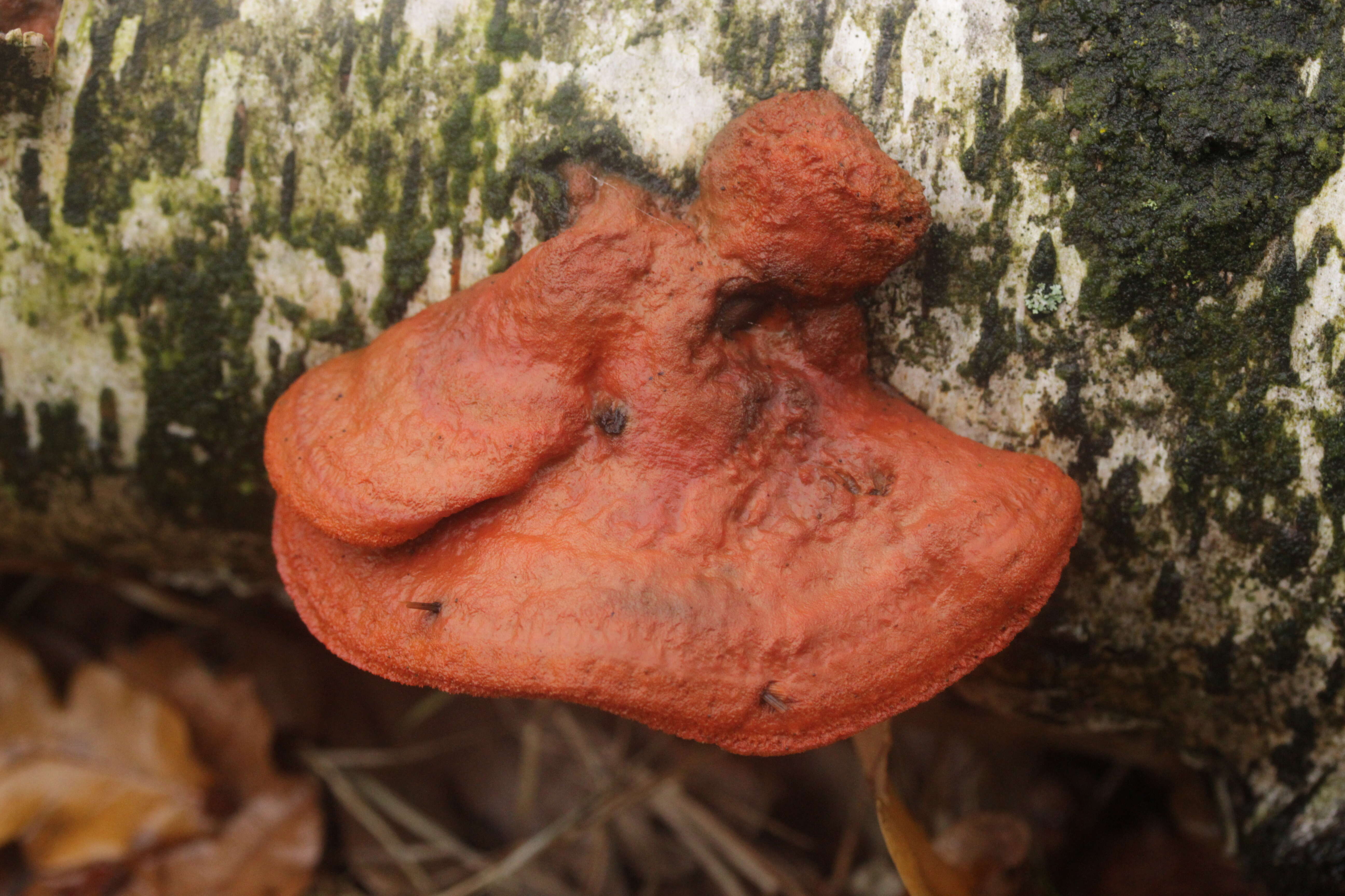 Image of Pycnoporus cinnabarinus (Jacq.) P. Karst. 1881