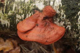 Image of Pycnoporus cinnabarinus (Jacq.) P. Karst. 1881