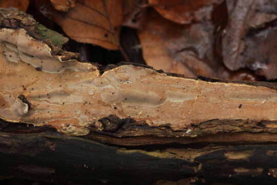 Imagem de Scytinostroma hemidichophyticum Pouzar 1966