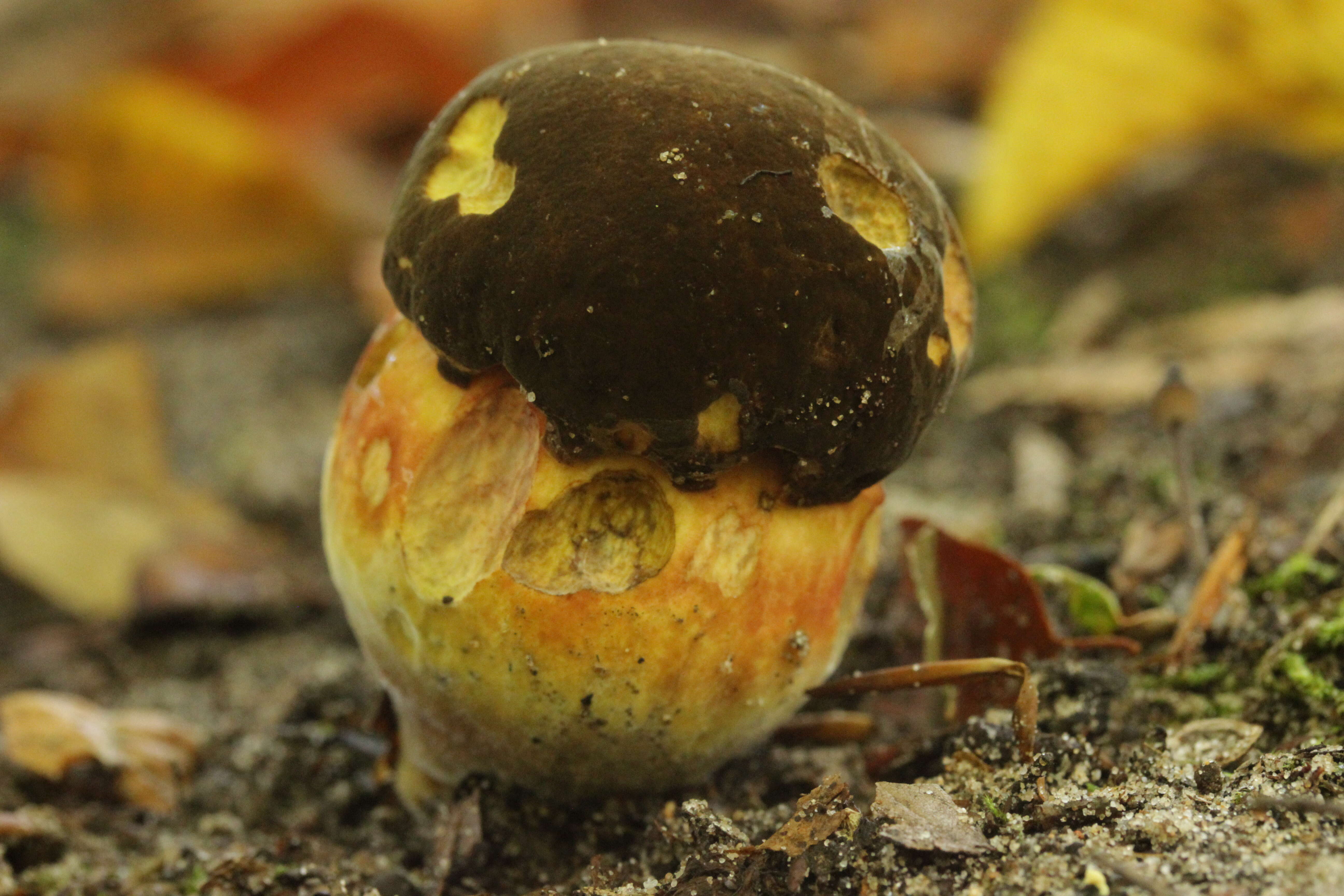 Image de Bolet à pied rouge