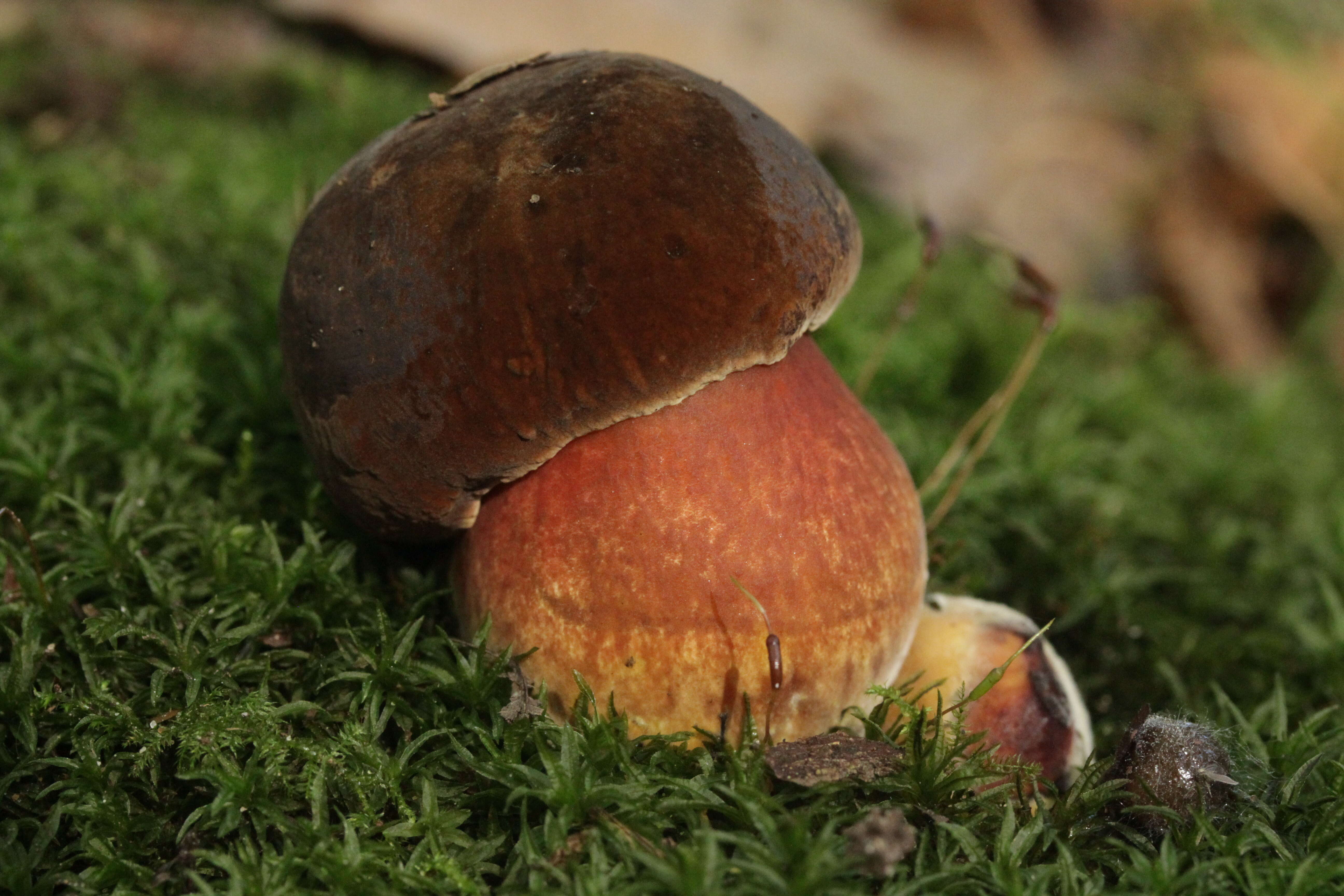 Image de Bolet à pied rouge