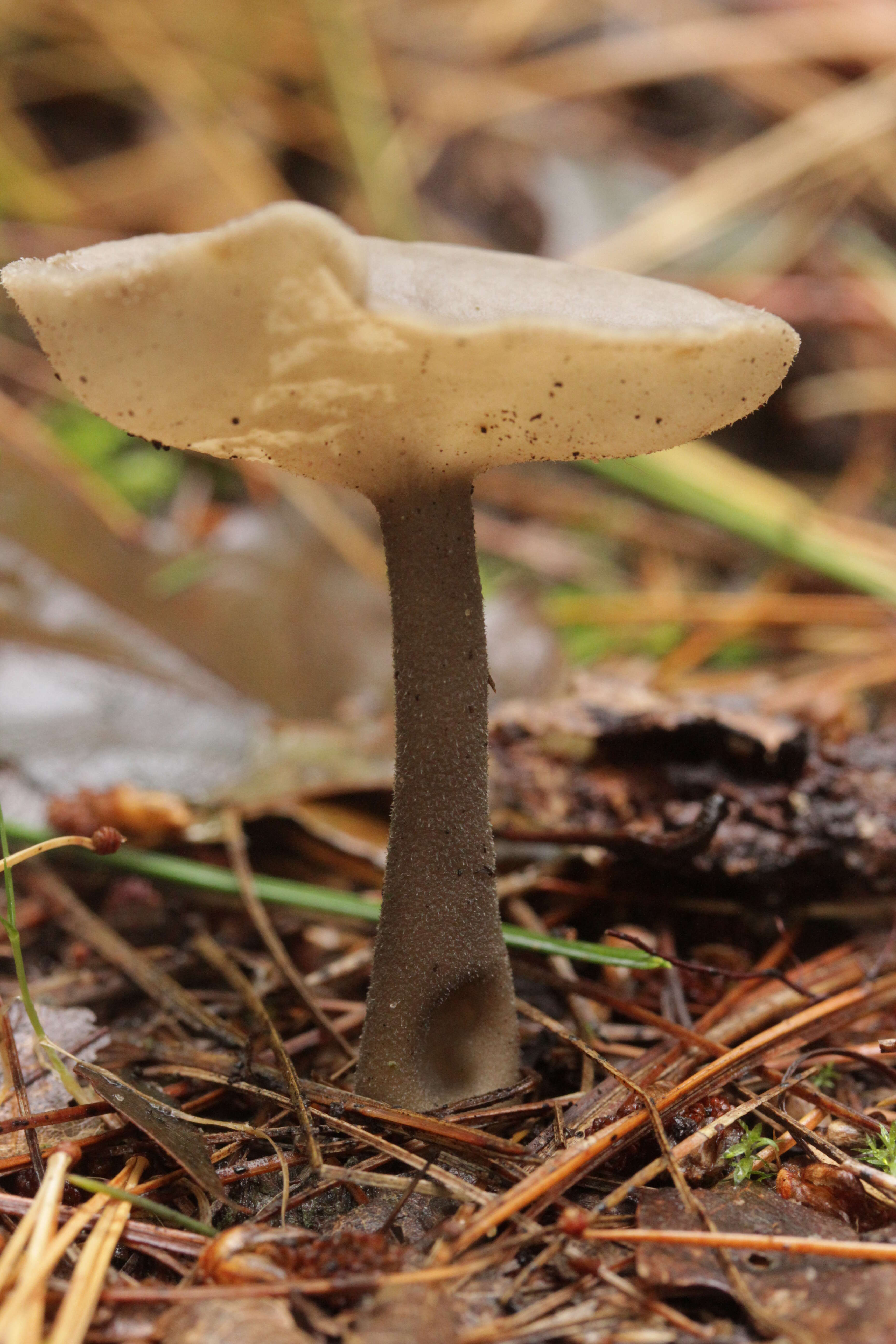 Imagem de Helvella macropus (Pers.) P. Karst. 1871