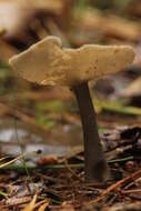 Imagem de Helvella macropus (Pers.) P. Karst. 1871