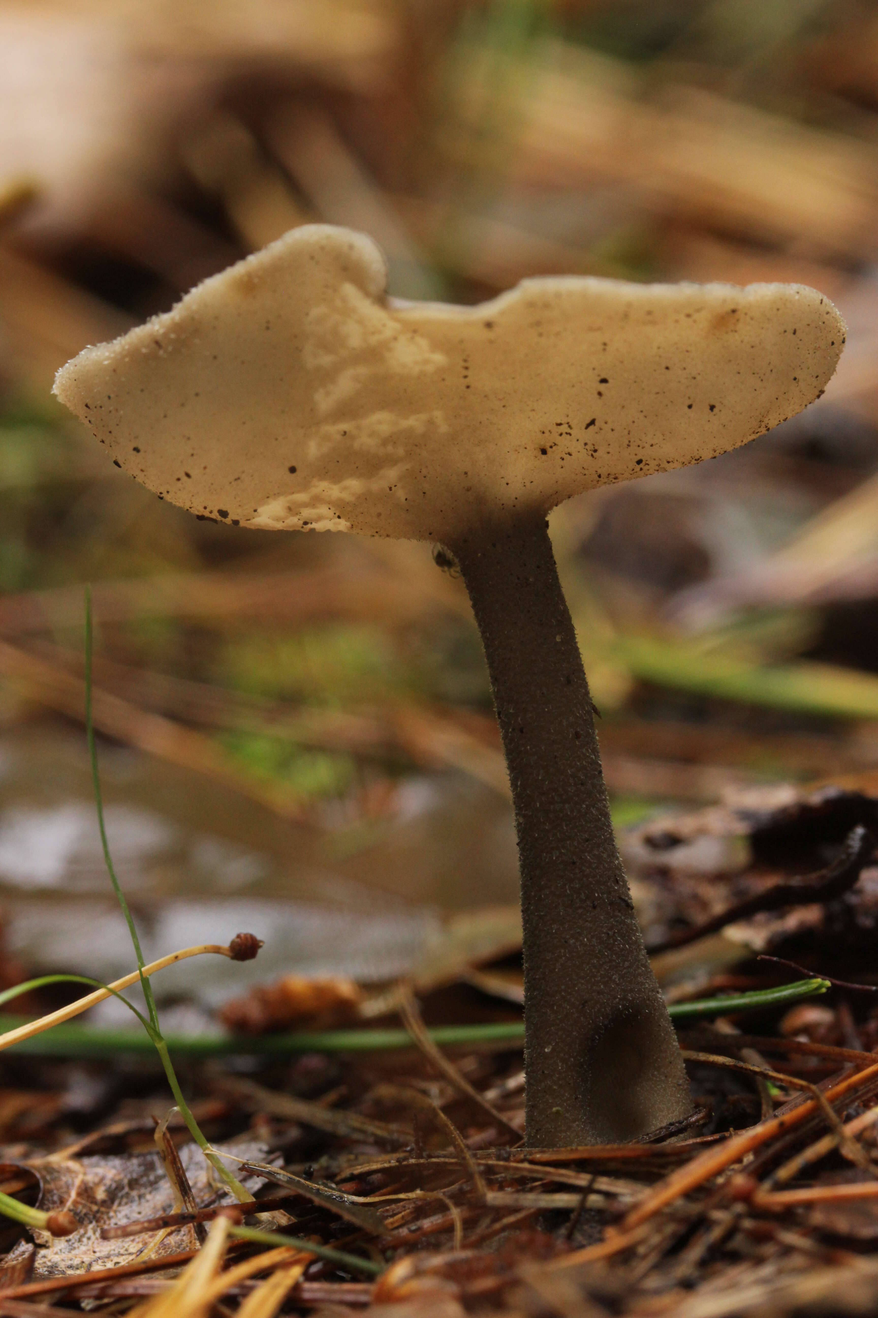 Imagem de Helvella macropus (Pers.) P. Karst. 1871