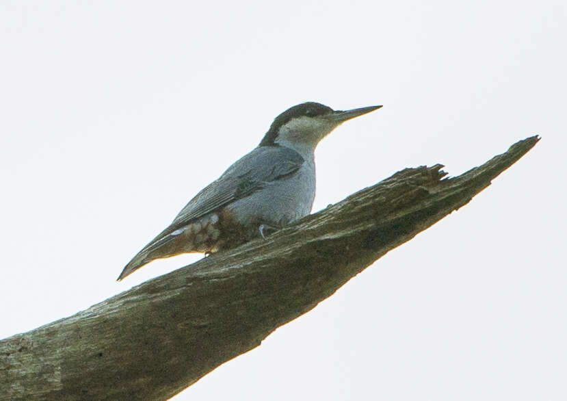 Image of Giant Nuthatch