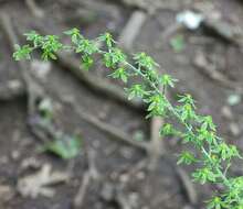 Image of false hellebore