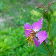 Imagem de Rhexia virginica L.