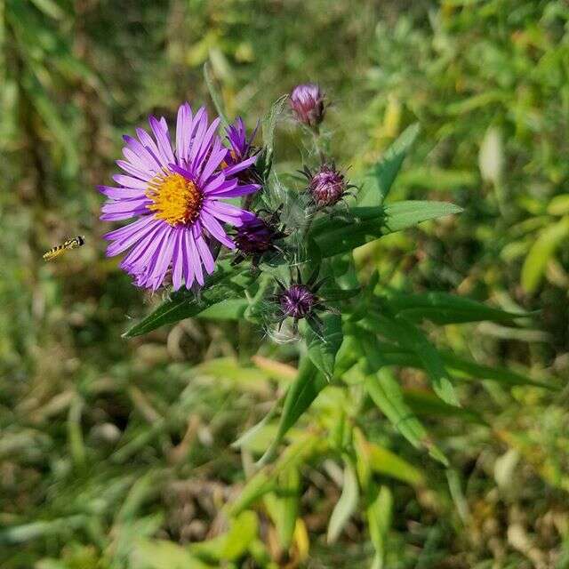 Image of Michaelmas daisy