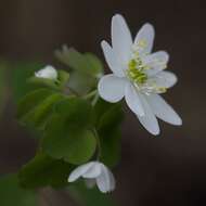 Image of Rue-Anemone