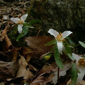 Imagem de Trillium pusillum Michx.