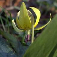 Image of dimpled troutlily