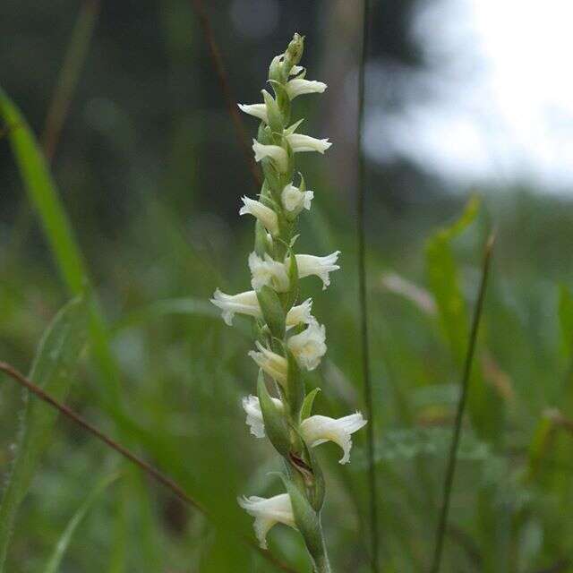 Image of Yellow nodding lady's tresses