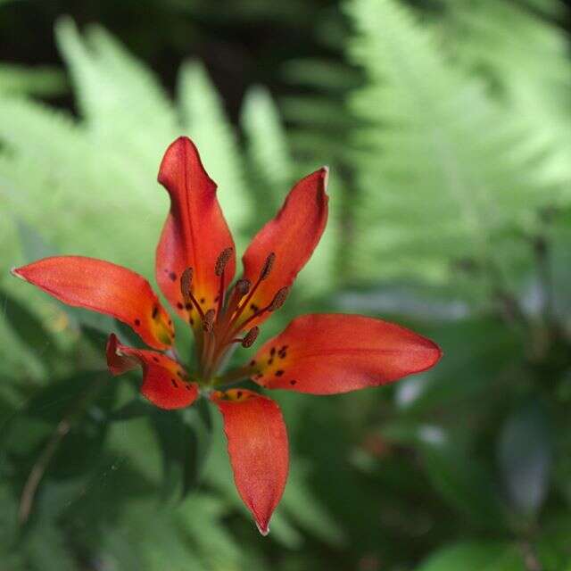 Lilium philadelphicum L. resmi