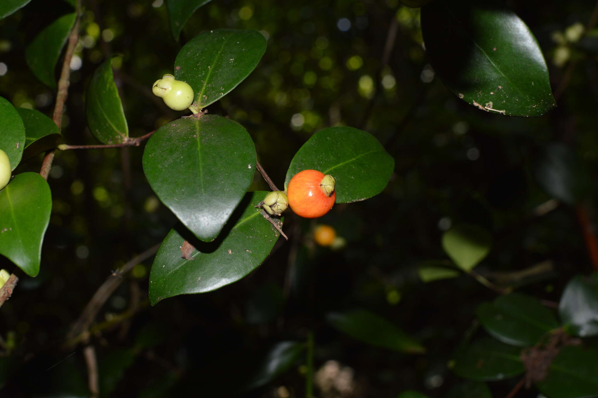 Image of Eugenia palumbis Merr.