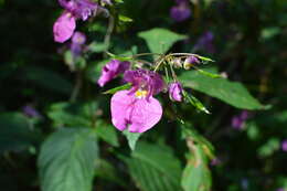 Image of Impatiens textorii Miq.