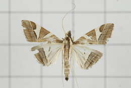 Sivun Agrioglypta itysalis Walker 1859 kuva