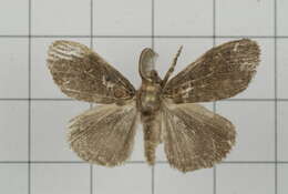 Image of Orgyia postica Walker 1855