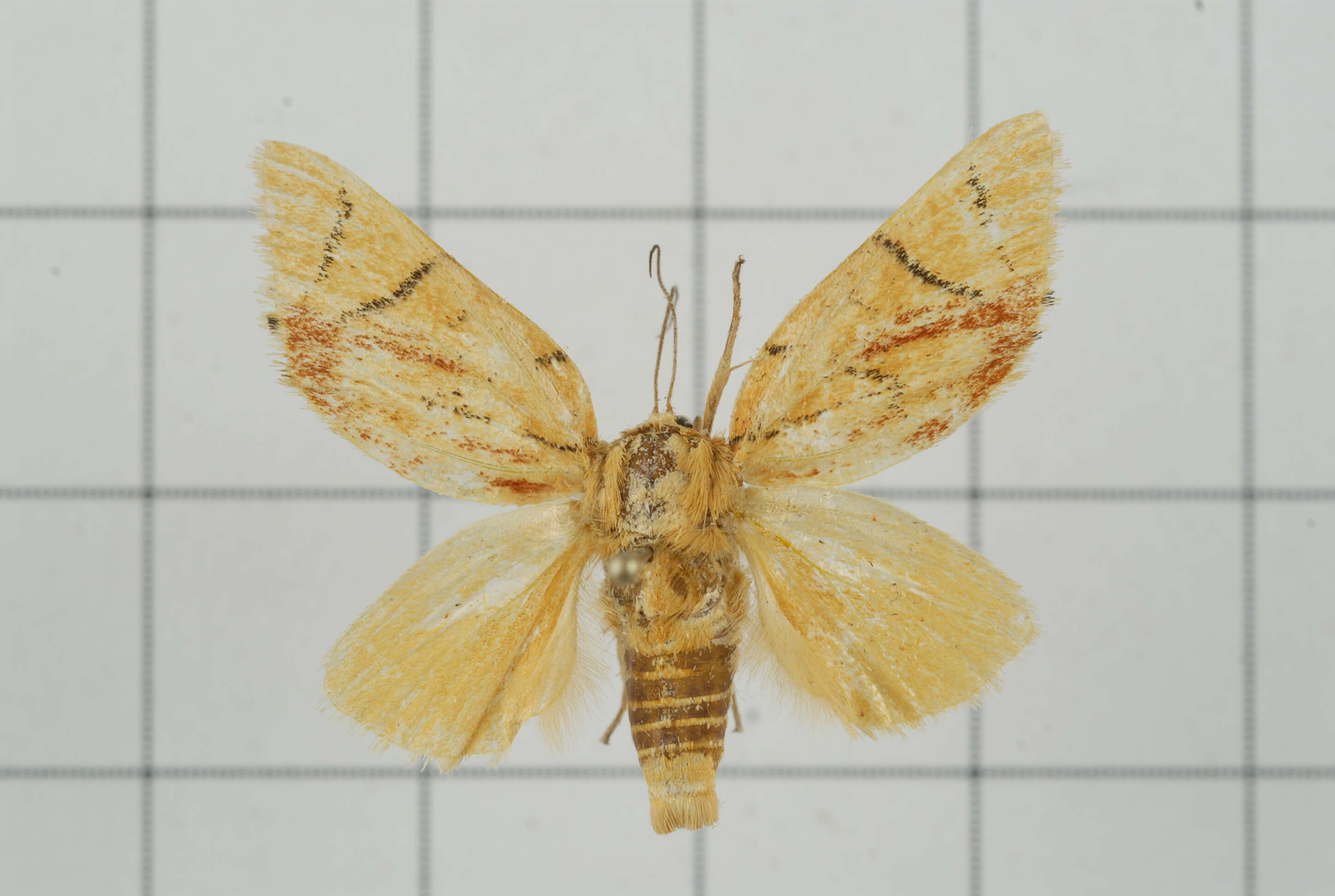 Image of Camptoloma carum