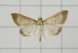 Image of Crypsiptya coclesalis Walker 1859