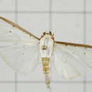 Image de Palpita asiaticalis Inoue 1994