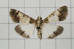 Teliphasa albifusa Hampson 1896 resmi